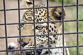 Caged Leopard