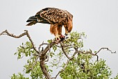 Tawny Eagle Feeding on Prey