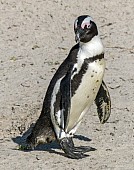 African Penguin