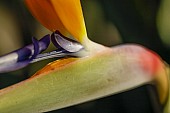 Strelitzia Flower