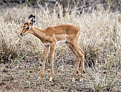 Impala Fawn