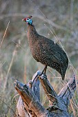 Helmeted Guineafowl perching on old log