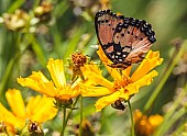 Gaudy Commodore Butterfly Feeding on Nectar