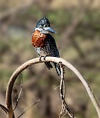 Giant Kingfisher on Curved Branch