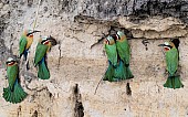 White-fronted Bee-eaters Nesting