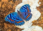 Gaudy Commodore Butterfly on Lichen-covered rock