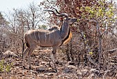 Kudu Bull