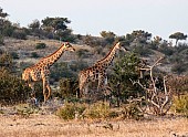 Giraffe Pair on the Move