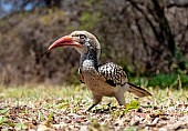Red-billed Hornbill from Ground Level