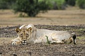 Lion with Head on Paws