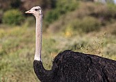 Ostrich Head and Neck