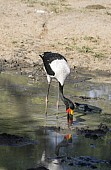 Saddle-billed Stork