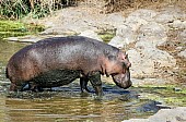Hippo Walking from Pool