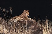 Leopard at Night