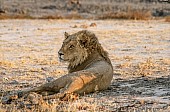 Young Male Lion Looking over Shoulder