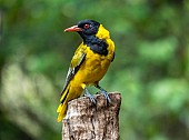 Black-headed Oriole Looking Back