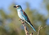 European Roller