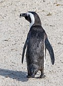 African Penguin