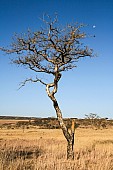 African Acacia Tree Against Blue Sky