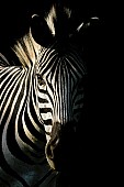 Zebra Head Shot