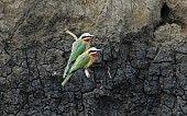 White-fronted bee-eater