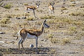 Juvenile Springbok