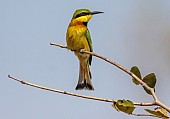 Little Bee-eater