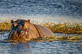 Hippo in Chobe River