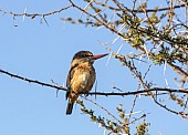 Brown-hooded Kingfisher