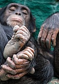 Chimpanzee with Focus on Hands and Feet