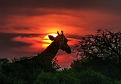 Giraffe Against Red Sunset