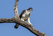 African Hawk Eagle