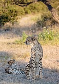 Female Cheetah with Sub-adult Cub