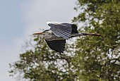 Grey Heron