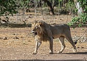 Male Lion Striding Out