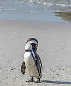 African Penguin