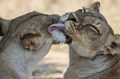 Lioness Pair Nuzzling