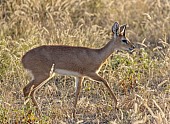 Male Steenbok