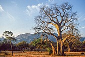 Baobab Tree, Zambia