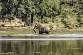 Elephant Wading