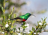 Southern Double-collared Sunbird, Side-on View