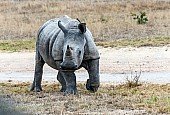 White Rhino Reference Photo