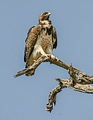 Adult Martial Eagle