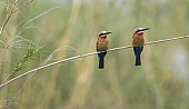 White-fronted bee-eaters