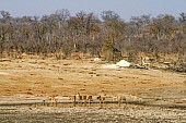 Impala herd drinking