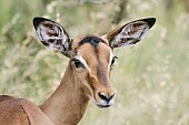Impala Female
