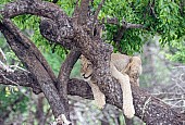 Lion Juvenile in Tree