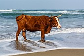 Cow Standing in Foamy Sea Water