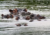 Hippo Group Close Together