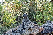 Chacma Baboon